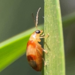 Monolepta juno at Percival Hill - 18 Jan 2024