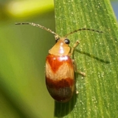 Monolepta juno at Percival Hill - 18 Jan 2024