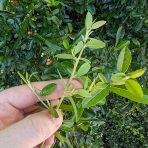 Pyracantha fortuneana at Florey, ACT - 18 Jan 2024 01:49 PM