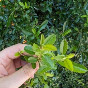 Pyracantha fortuneana at Florey, ACT - 18 Jan 2024