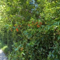 Pyracantha fortuneana at Florey, ACT - 18 Jan 2024 01:49 PM