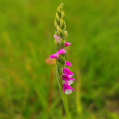 Spiranthes australis (Austral Ladies Tresses) at South East Forest National Park - 18 Jan 2024 by Csteele4