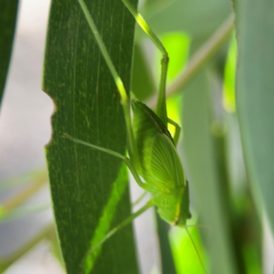 Torbia viridissima (Gum Leaf Katydid) at Percival Hill - 18 Jan 2024 by Hejor1