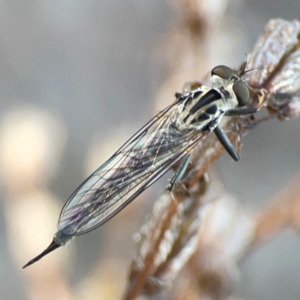 Cerdistus sp. (genus) at Percival Hill - 18 Jan 2024