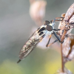 Cerdistus sp. (genus) at Percival Hill - 18 Jan 2024