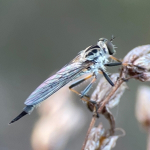 Cerdistus sp. (genus) at Percival Hill - 18 Jan 2024