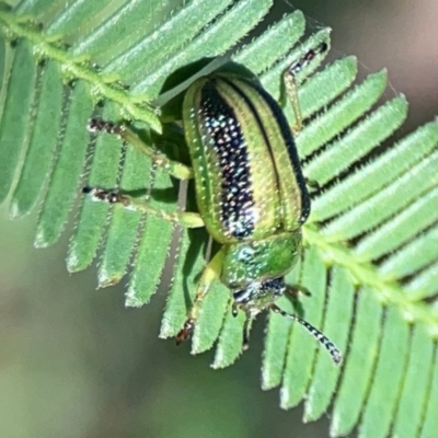 Calomela vittata (Acacia leaf beetle) at Percival Hill - 18 Jan 2024 by Hejor1
