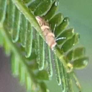 Lepidoptera unclassified ADULT moth at Percival Hill - 18 Jan 2024