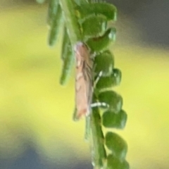 Lepidoptera unclassified ADULT moth at Percival Hill - 18 Jan 2024