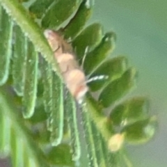 Lepidoptera unclassified ADULT moth at Percival Hill - 18 Jan 2024