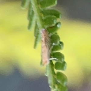 Lepidoptera unclassified ADULT moth at Percival Hill - 18 Jan 2024