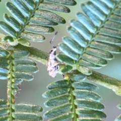 Titinia tenuis at Percival Hill - 18 Jan 2024