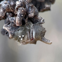 Dolophones turrigera at Percival Hill - 18 Jan 2024