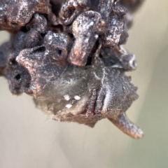 Dolophones turrigera at Percival Hill - 18 Jan 2024