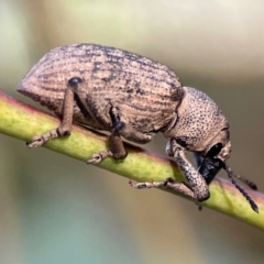 Rhinaria sp. (genus) (Unidentified Rhinaria weevil) at Percival Hill - 18 Jan 2024 by Hejor1