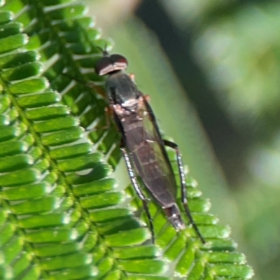 Taenogerella elizabethae at Percival Hill - 18 Jan 2024 by Hejor1