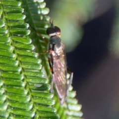 Taenogerella elizabethae at Percival Hill - 18 Jan 2024