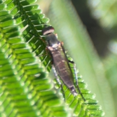 Taenogerella elizabethae at Percival Hill - 18 Jan 2024