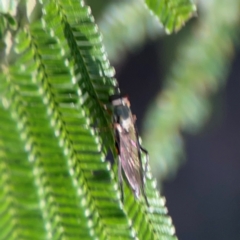 Taenogerella elizabethae at Percival Hill - 18 Jan 2024