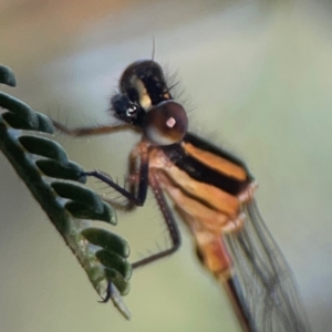 Nososticta solida at Percival Hill - 18 Jan 2024