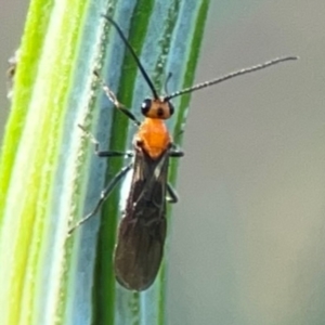 Braconidae (family) at Percival Hill - 18 Jan 2024