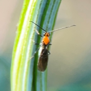 Braconidae (family) at Percival Hill - 18 Jan 2024