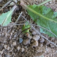 Cuspicona sp. (genus) at Florey, ACT - 18 Jan 2024