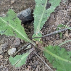 Cuspicona sp. (genus) at Florey, ACT - 18 Jan 2024