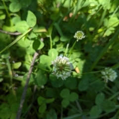 Trifolium repens (White Clover) at Florey, ACT - 18 Jan 2024 by rbannister