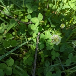 Trifolium repens at Florey, ACT - 18 Jan 2024 01:53 PM