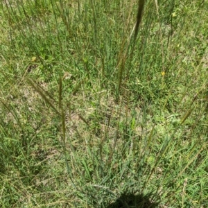 Bothriochloa macra at Florey, ACT - 18 Jan 2024