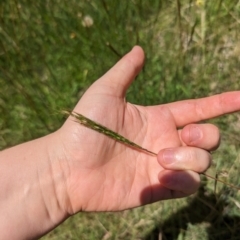 Bothriochloa macra at Florey, ACT - 18 Jan 2024