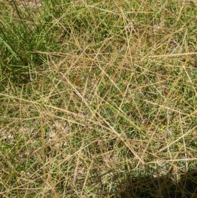 Chloris truncata (Windmill Grass) at Florey, ACT - 18 Jan 2024 by rbannister