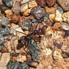 Iridomyrmex purpureus at Florey, ACT - 18 Jan 2024