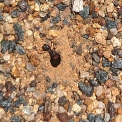 Iridomyrmex purpureus at Florey, ACT - 18 Jan 2024