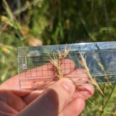 Rytidosperma racemosum (Striped Wallaby Grass) at Florey, ACT - 18 Jan 2024 by rbannister