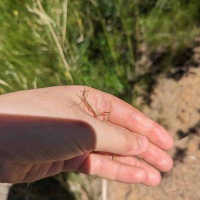 Austrostipa bigeniculata (Kneed Speargrass) at Florey, ACT - 18 Jan 2024 by rbannister