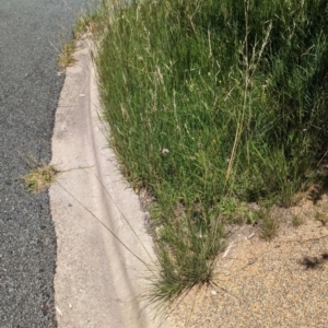 Austrostipa bigeniculata at Florey, ACT - 18 Jan 2024 01:44 PM