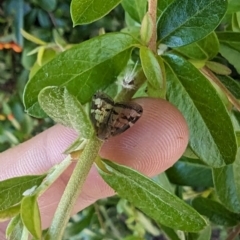 Scolypopa australis at Florey, ACT - 18 Jan 2024