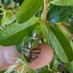 Scolypopa australis at Florey, ACT - 18 Jan 2024 01:50 PM