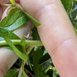 Scolypopa australis at Florey, ACT - 18 Jan 2024