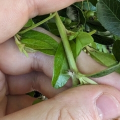 Scolypopa australis at Florey, ACT - 18 Jan 2024