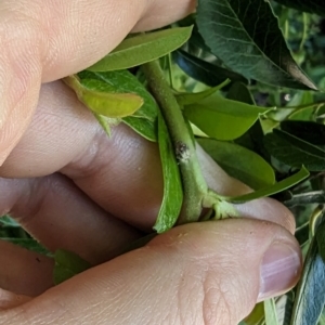 Scolypopa australis at Florey, ACT - 18 Jan 2024