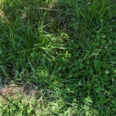 Festuca pratensis (Tall Fescue) at Florey, ACT - 18 Jan 2024 by rbannister