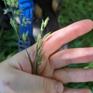 Festuca pratensis at Florey, ACT - 18 Jan 2024