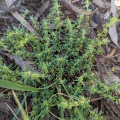 Paronychia brasiliana (Brazilian Whitlow) at Florey, ACT - 18 Jan 2024 by rbannister