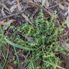 Paronychia brasiliana at Florey, ACT - 18 Jan 2024 01:54 PM