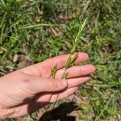 Bromus catharticus (Prairie Grass) at Florey, ACT - 18 Jan 2024 by rbannister