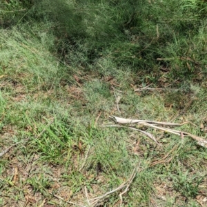 Eragrostis curvula at Florey, ACT - 18 Jan 2024