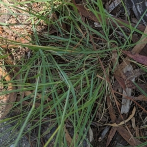 Eragrostis curvula at Florey, ACT - 18 Jan 2024